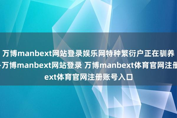万博manbext网站登录娱乐网特种繁衍户正在驯养宠物鹦鹉-万博manbext网站登录 万博manbext体育官网注册账号入口