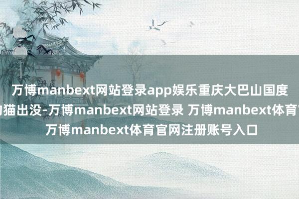 万博manbext网站登录app娱乐重庆大巴山国度级当然保护区，豹猫出没-万博manbext网站登录 万博manbext体育官网注册账号入口